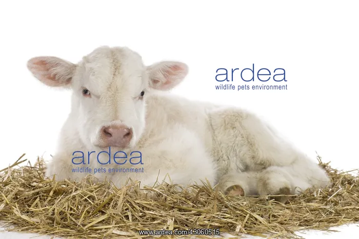  : Portrait of a Charolais calf lying on straw in the studio