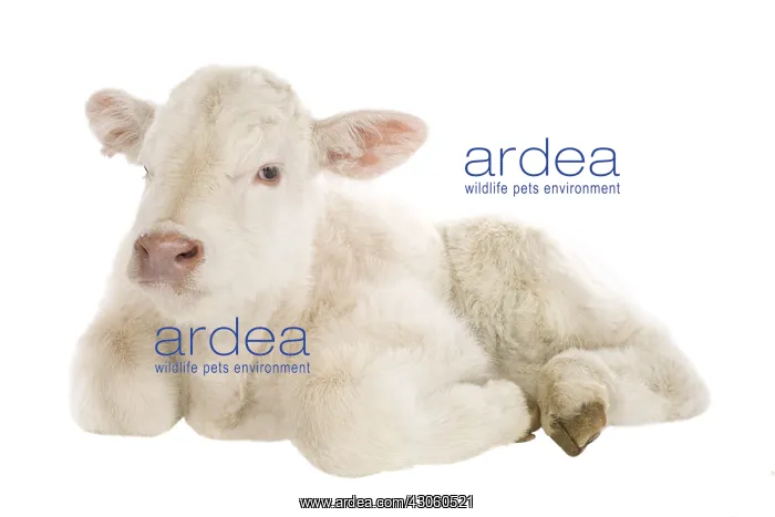 : Portrait of a Charolais calf lying in the studio : Portrait of a Charolais calf lying in the studio