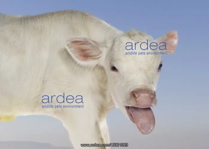 : Portrait of a Charolais calf sticking out its tongue : Portrait of a Charolais calf sticking out its tongue