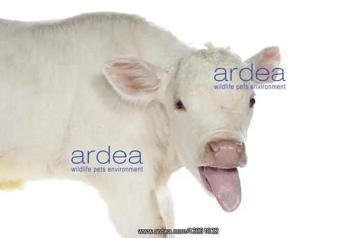 : Portrait of a Charolais calf sticking out its tongue : Portrait of a Charolais calf sticking out its tongue