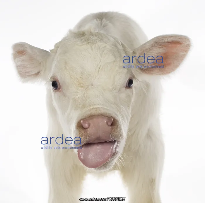 : Portrait of a Charolais calf sticking out its tongue : Portrait of a Charolais calf sticking out its tongue