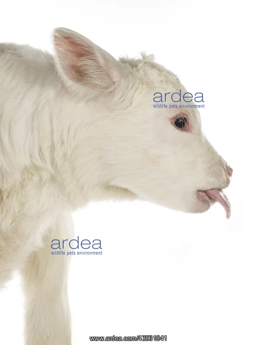 : Portrait of a Charolais calf sticking out its tongue : Portrait of a Charolais calf sticking out its tongue