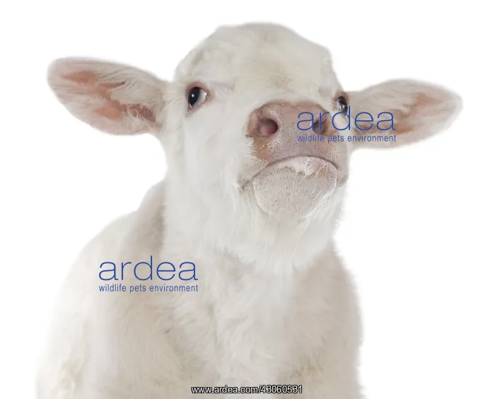 : Portrait of a Charolais calf in the studio : Portrait of a Charolais calf in the studio