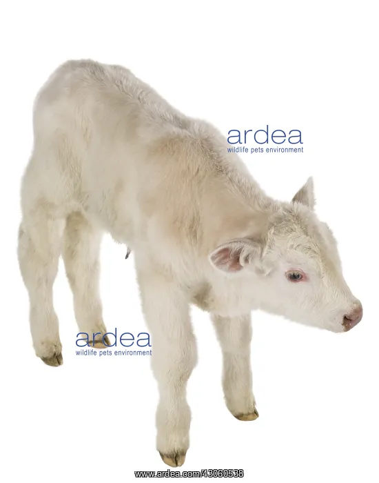 : Portrait of a Charolais calf in the studio : Portrait of a Charolais calf in the studio