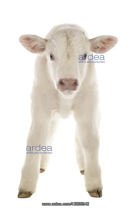 : Portrait of a Charolais calf in the studio : Portrait of a Charolais calf in the studio