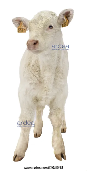 : Portrait of a Charolais calf on white background : Portrait of a Charolais calf on white background