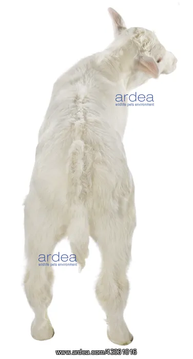 : Portrait of a Charolais calf on white background : Portrait of a Charolais calf on white background