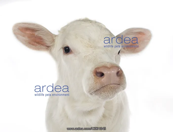 : Portrait of a Charolais calf on white background : Portrait of a Charolais calf on white background