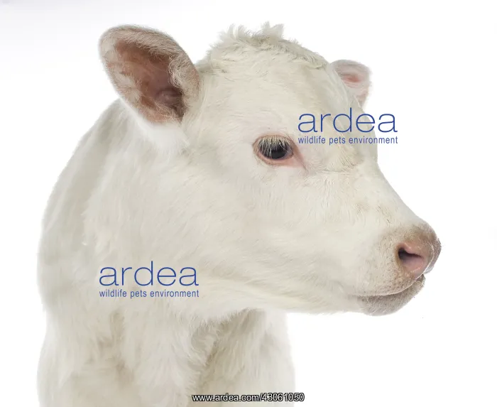 : Portrait of a Charolais calf on white background : Portrait of a Charolais calf on white background