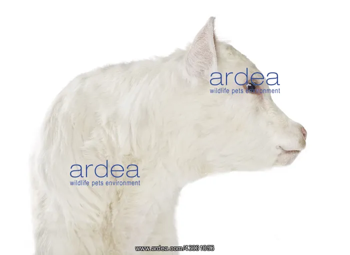 : Portrait of a Charolais calf on white background : Portrait of a Charolais calf on white background