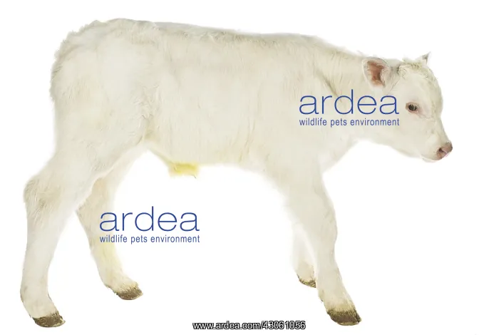 : Portrait of a Charolais calf on white background : Portrait of a Charolais calf on white background