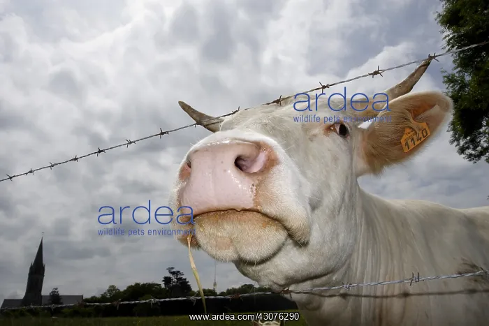 : Portrait of a Charolais cow in a field : Portrait of a Charolais cow in a field