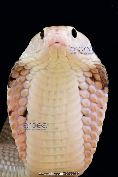  : Portrait of Chinese cobra (Naja atra) on black background