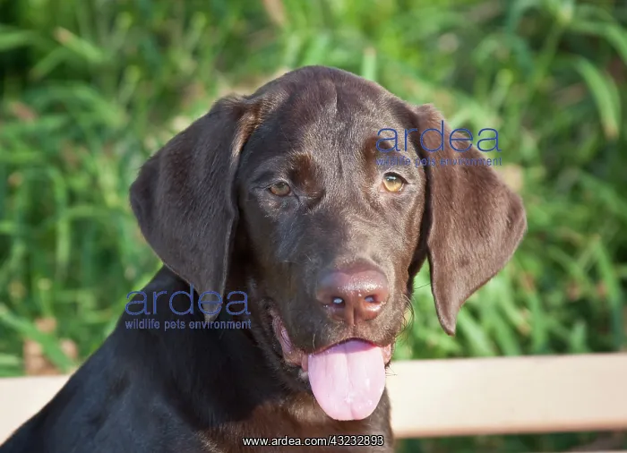 : Portrait of a Chocolate Labrador Retriever : Portrait of a Chocolate Labrador Retriever