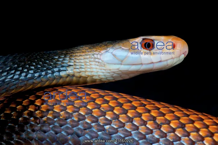 : Portrait of Coastal taipan (Oxyuranus scutellatus : Portrait of Coastal taipan (Oxyuranus scutellatus