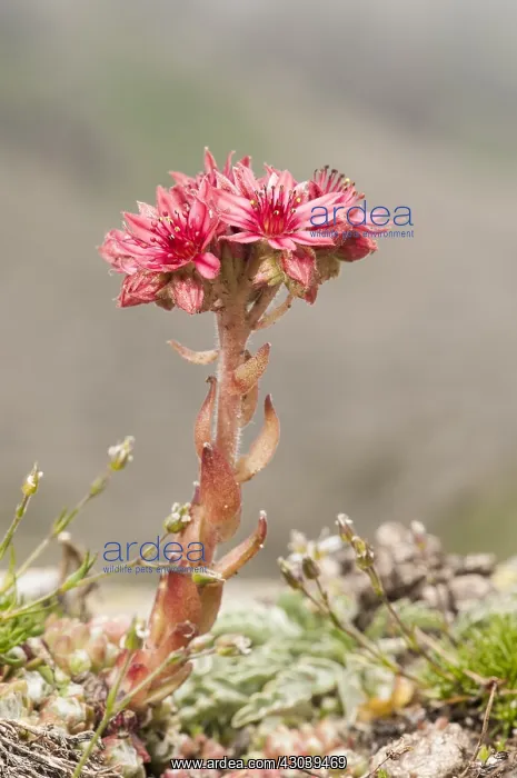 : Portrait of Cobweb house-leek (Sempervivum arachnoideum) : Portrait of Cobweb house-leek (Sempervivum arachnoideum)