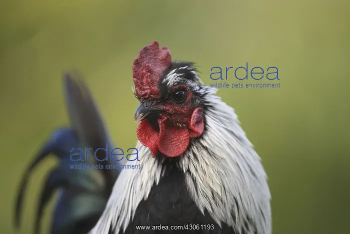: Portrait of a Cock : Portrait of a Cock