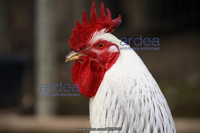 : Portrait of Cock France : Portrait of Cock France
