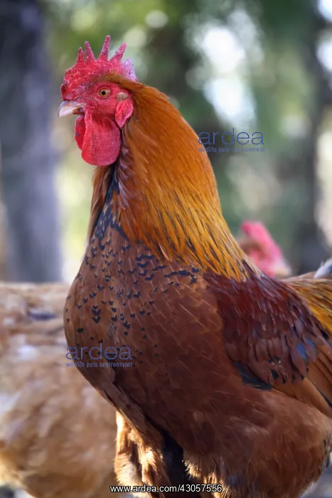: Portrait of Cock France : Portrait of Cock France