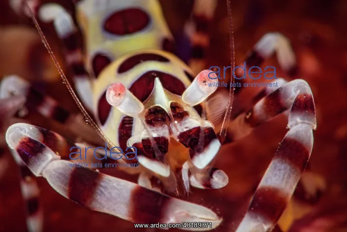 : Portrait of Colemans shrimp (Periclimenes colemani) : Portrait of Colemans shrimp (Periclimenes colemani)