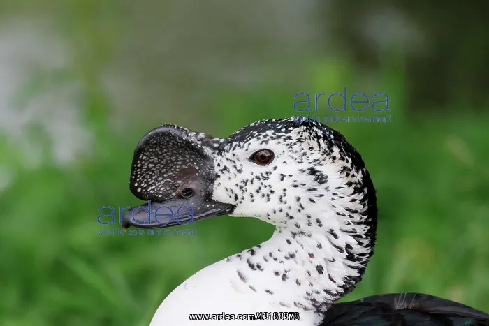 : Portrait of Comb Duck (Sarkidiornis melanotos) male : Portrait of Comb Duck (Sarkidiornis melanotos) male