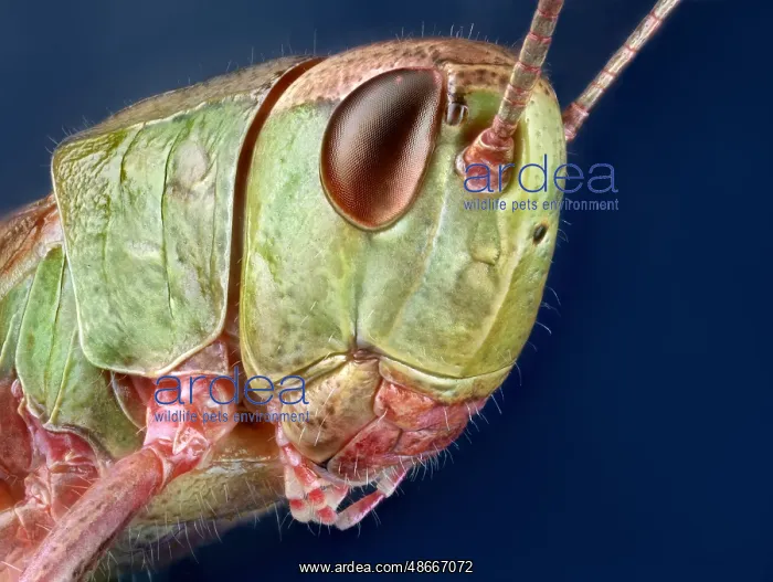 : Portrait of a Common Grasshopper (Chorthippus parallelus) : Portrait of a Common Grasshopper (Chorthippus parallelus)