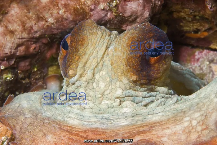 : Portrait of Common Octopus (Octopus vulgaris), Mediterranean : Portrait of Common Octopus (Octopus vulgaris), Mediterranean