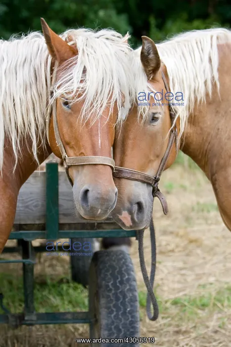  : Portrait of Comtois drought at Ensisheim Haut-Rhin