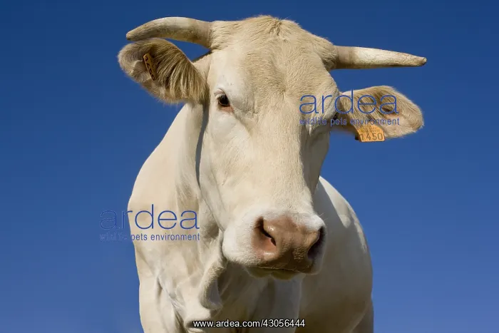 : Portrait of a Cow Blonde d'Aquitaine France : Portrait of a Cow Blonde d'Aquitaine France