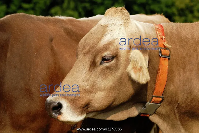 : Portrait of a Cow (Bos taurus), also called Swiss : Portrait of a Cow (Bos taurus), also called Swiss