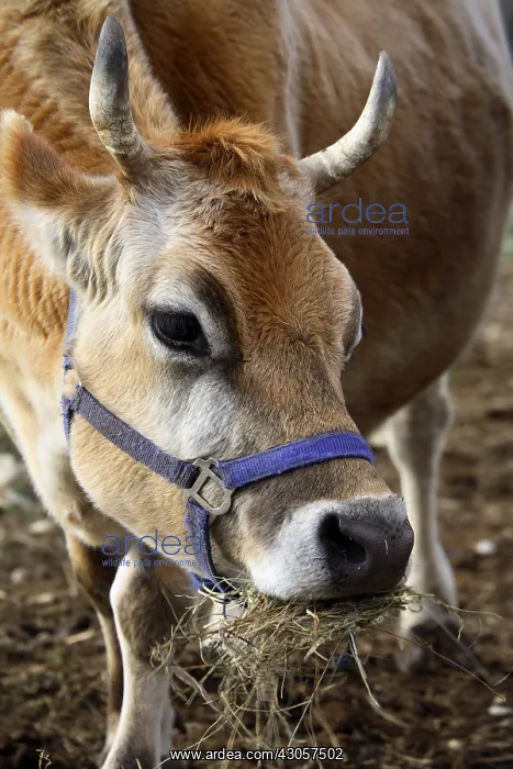 : Portrait of Cow France : Portrait of Cow France