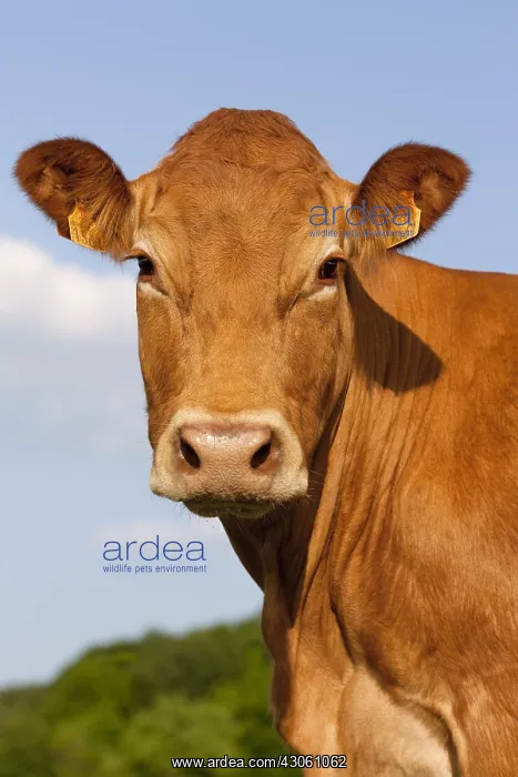 : Portrait of a Cow Limousine France : Portrait of a Cow Limousine France