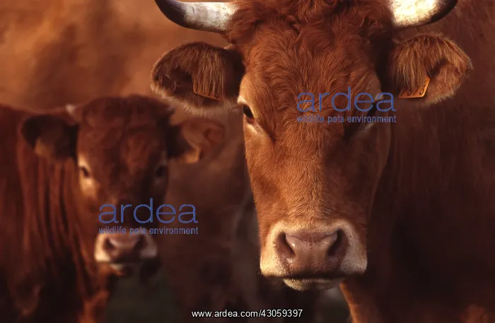 : Portrait of a Cow limousine in a meadow : Portrait of a Cow limousine in a meadow