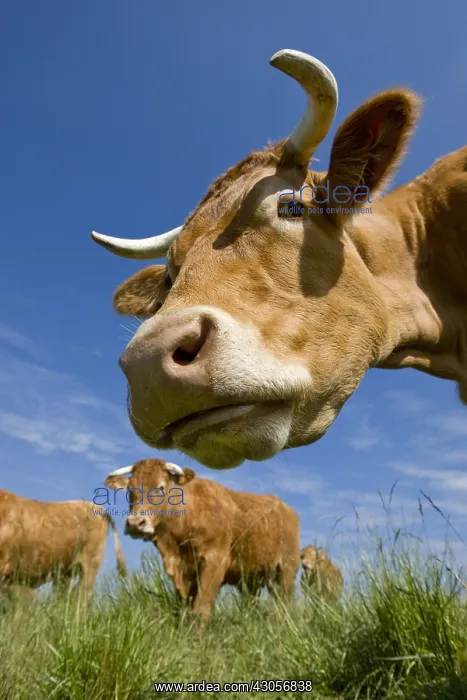 : Portrait of a cow in the meadow Limousine in his flock : Portrait of a cow in the meadow Limousine in his flock