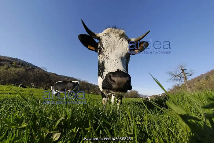 : Portrait of a Cow in a meadow vosgienne Breitenbach : Portrait of a Cow in a meadow vosgienne Breitenbach
