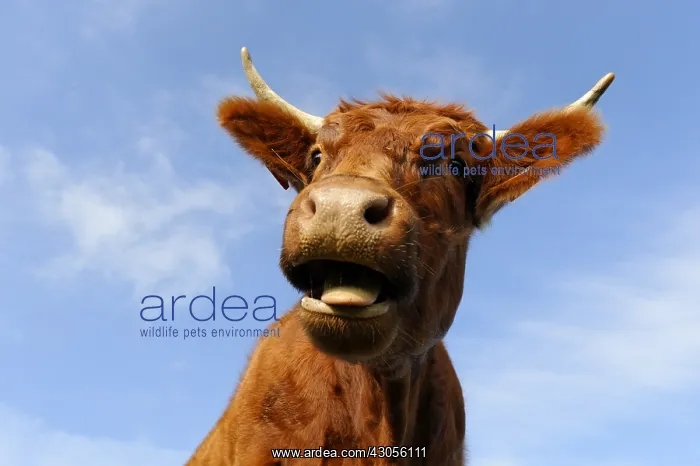 : Portrait of a cow pulling Salers language Petit Ballon : Portrait of a cow pulling Salers language Petit Ballon