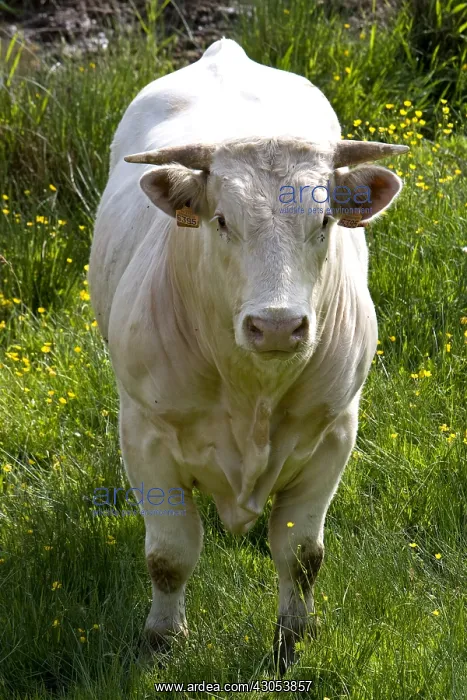 : Portrait of a Cow race Charolais Charolais France : Portrait of a Cow race Charolais Charolais France