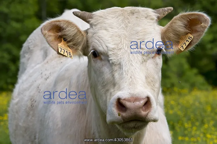 : Portrait of a Cow race Charolais Charolais France : Portrait of a Cow race Charolais Charolais France