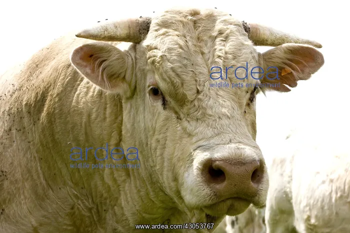 : Portrait of a Cow race Charolaise Charolais France : Portrait of a Cow race Charolaise Charolais France