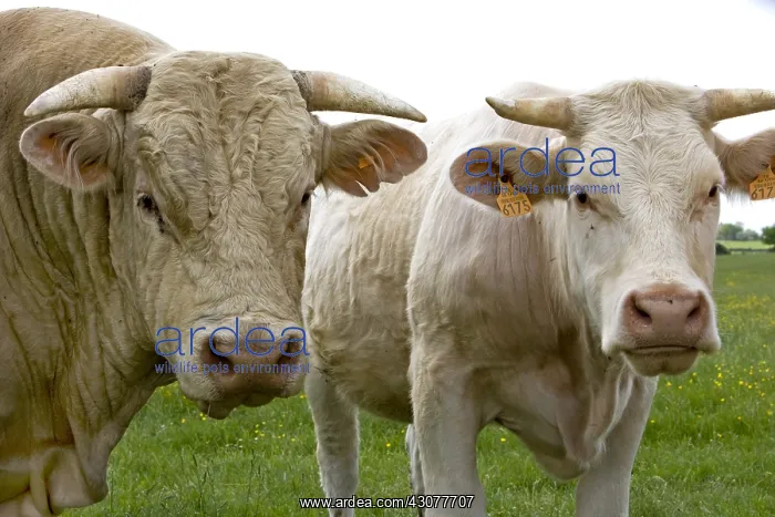 : Portrait of Cows race Charolaise Charolais France : Portrait of Cows race Charolaise Charolais France