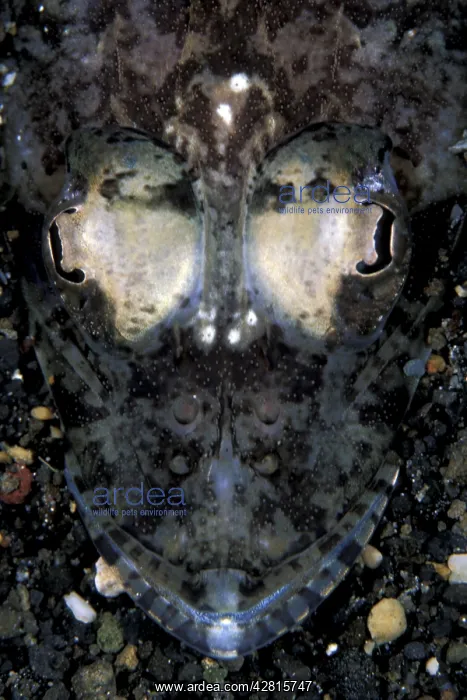 : Portrait of crocodile fish, flathead, Sorsogona welanderi, W : Portrait of crocodile fish, flathead, Sorsogona welanderi, W