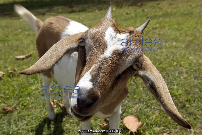 : Portrait of a curious young goat Sainte Marie : Portrait of a curious young goat Sainte Marie