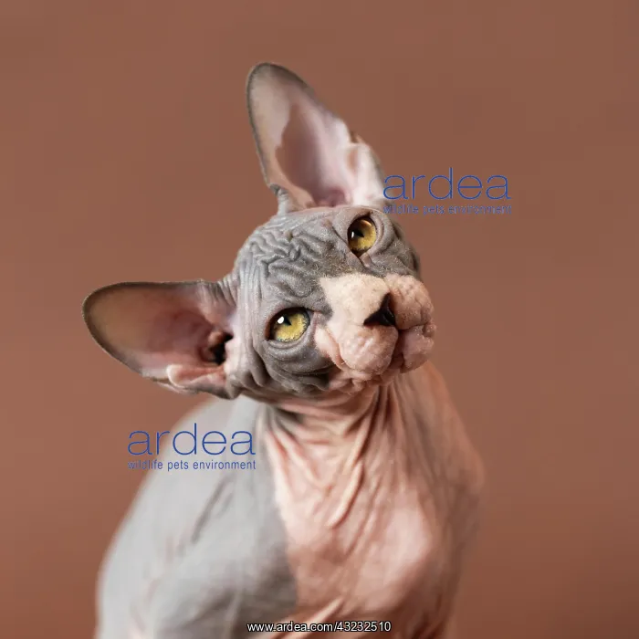  : Portrait of cute Sphynx Hairless cat on brown background