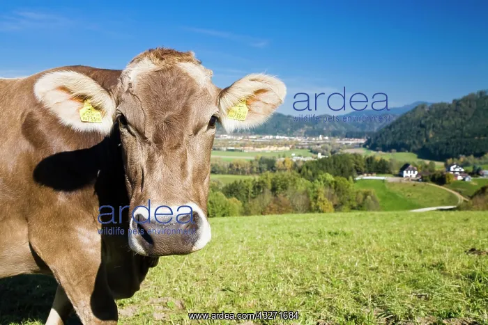 : Portrait of a dairy cow on grazing land, St. Stefan : Portrait of a dairy cow on grazing land, St. Stefan