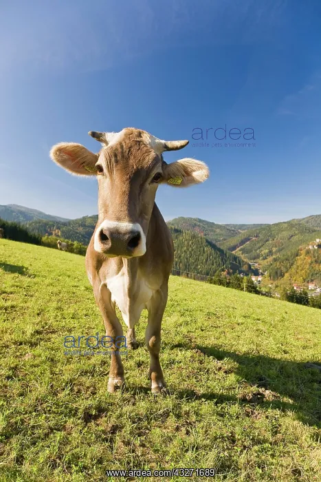 : Portrait of a dairy cow on grazing land, St. Stefan : Portrait of a dairy cow on grazing land, St. Stefan