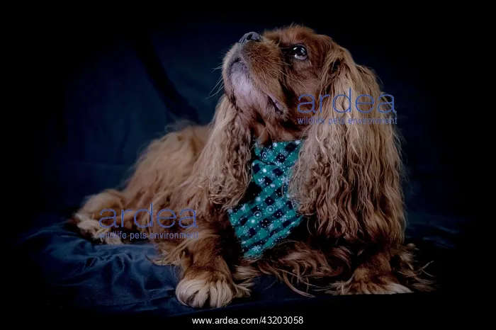 : Portrait of a dog (Cavalier King Charles Spaniel) : Portrait of a dog (Cavalier King Charles Spaniel)