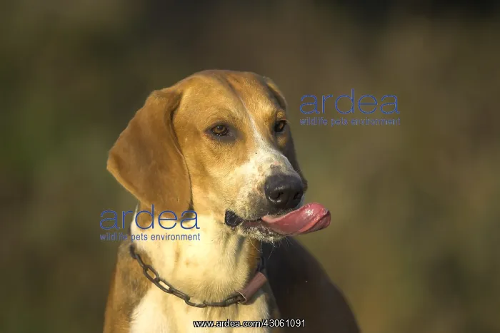 : Portrait of a Dog hunting French tricolor France : Portrait of a Dog hunting French tricolor France