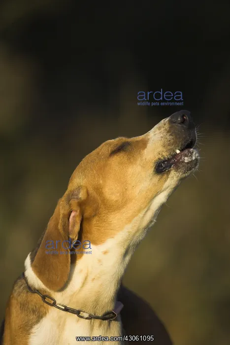 : Portrait of a Dog hunting French tricolor howling France : Portrait of a Dog hunting French tricolor howling France