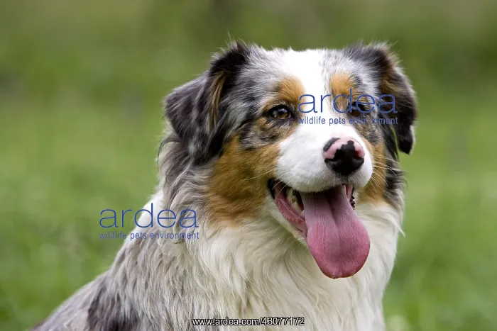 : Portrait of a Dog race Australian Shepherd France : Portrait of a Dog race Australian Shepherd France