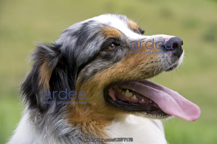 : Portrait of a Dog race Australian Shepherd France : Portrait of a Dog race Australian Shepherd France